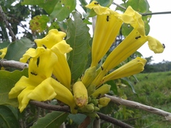 Adenocalymma calcareum