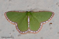 Synchlora pulchrifimbria