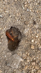 Batozonellus dorsalis