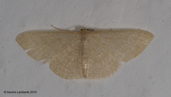 Pleuroprucha