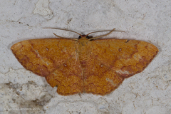 Semaeopus illimitata