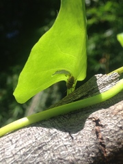 Plectonycha correntina