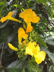 Adenocalymma impressum