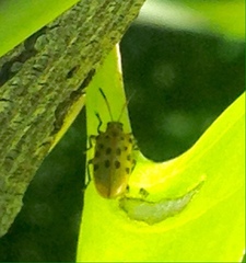 Plectonycha correntina