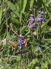 Hemaris fuciformis