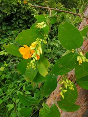 Adenocalymma impressum