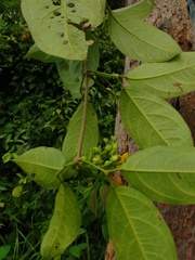 Adenocalymma impressum