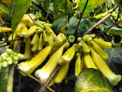Anemopaegma