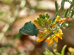 Callophrys dumetorum perplexa