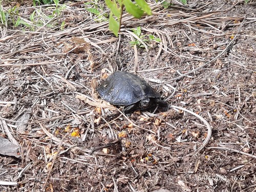 Asian Leaf Turtle