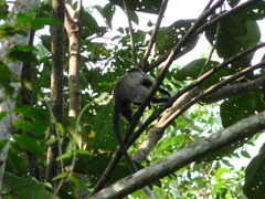 Saguinus leucopus