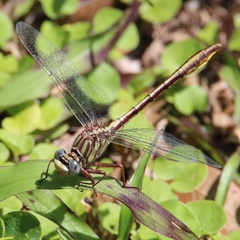 Phanogomphus cavillaris