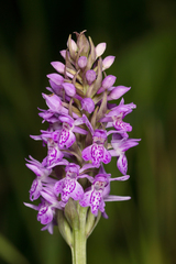 Dactylorhiza majalis baltica