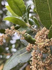 Callirhytis congregata