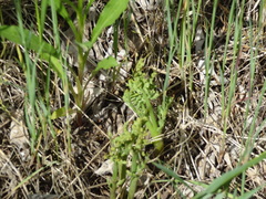 Botrychium matricariifolium