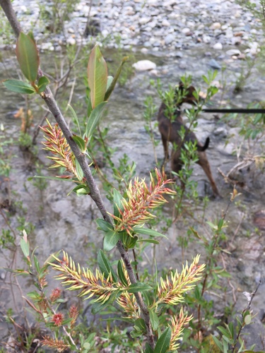 MacKenzie's willow (Salix prolixa)