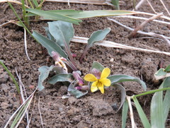Viola nuttallii