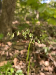 Melica mutica