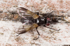 Paykullia maculata