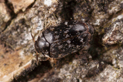 Trogoderma glabrum