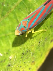 Graphocephala
