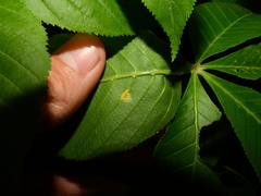 Puccinia andropogonis