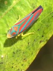 Graphocephala