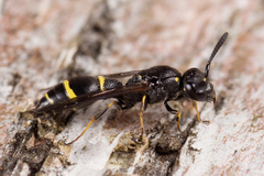 Symmorphus bifasciatus