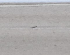 Charadrius semipalmatus