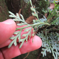 Asplenium theciferum