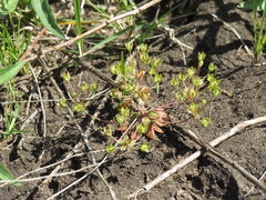 Androsace occidentalis