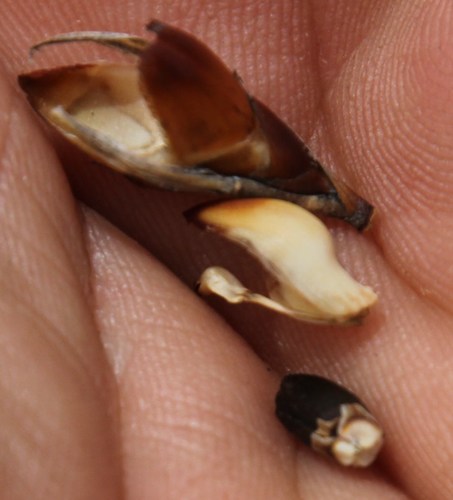 Image of Cannomois parviflora by (c) Tony Rebelo, some rights reserved (CC BY-SA)
