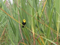 Chrysomus icterocephalus