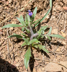 Allophyllum gilioides