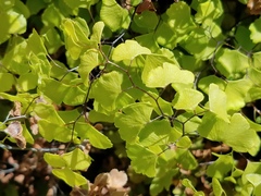 Adiantum jordanii