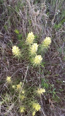 Castilleja citrina