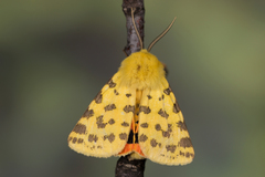 Diacrisia purpurata
