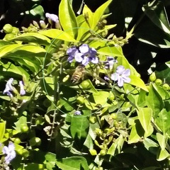 Apis mellifera
