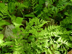 Cystopteris protrusa image