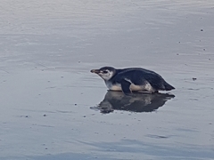 Spheniscus magellanicus
