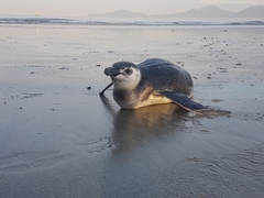 Spheniscus magellanicus