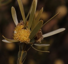 Leucadendron nitidum