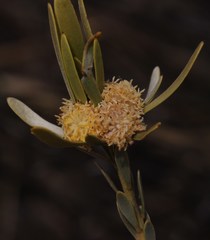 Leucadendron nitidum