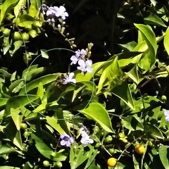 Apis mellifera