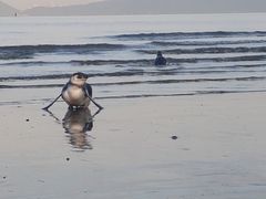 Spheniscus magellanicus