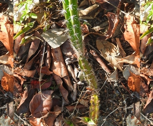 Image of Pilosocereus purpusii by (c) Sebastián de Jesús Herrera Buenfil, some rights reserved (CC BY)