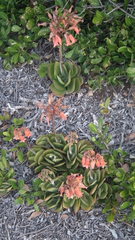 Cotyledon orbiculata oblonga