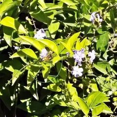 Apis mellifera