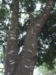 Melicoccus oliviformis