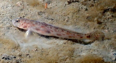 Lepidogobius lepidus